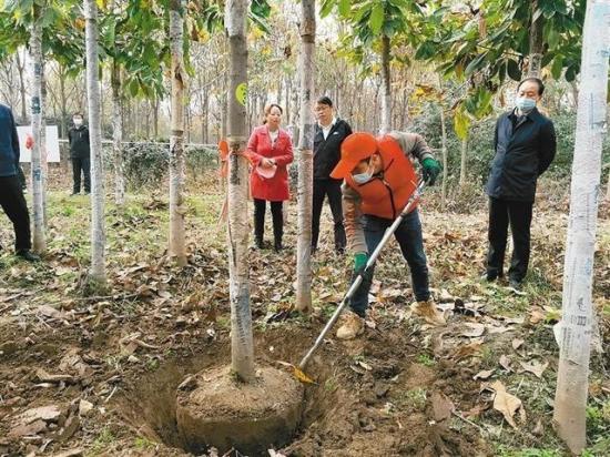 西安周至：小苗木撑起致富增收大产业播(图1)