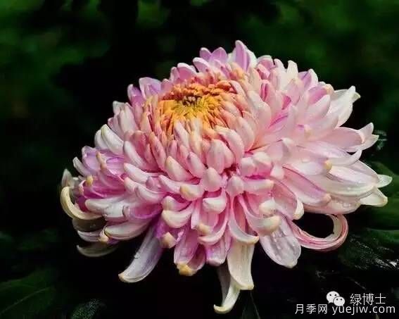 识花瓣，辨花型...快收好这份赏菊“门道”(图2)