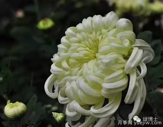 识花瓣，辨花型...快收好这份赏菊“门道”(图3)