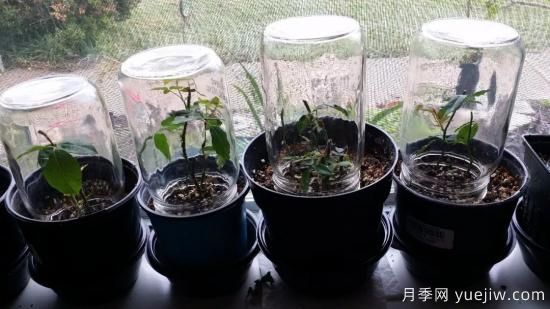 如何给月季花授粉？培育一个月季新品种要多久(图3)