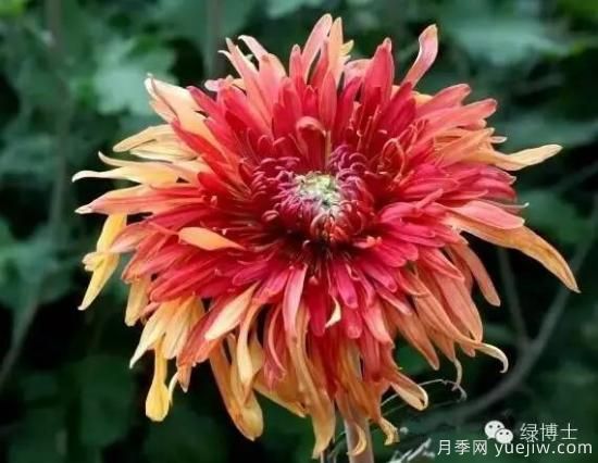 识花瓣，辨花型...快收好这份赏菊“门道”(图8)