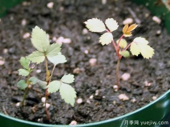 如何给月季花授粉？培育一个月季新品种要多久(图5)