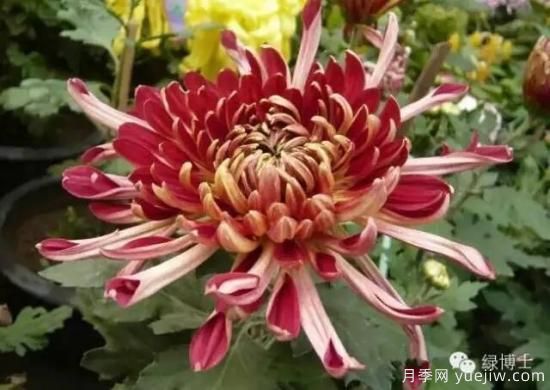 识花瓣，辨花型...快收好这份赏菊“门道”(图10)