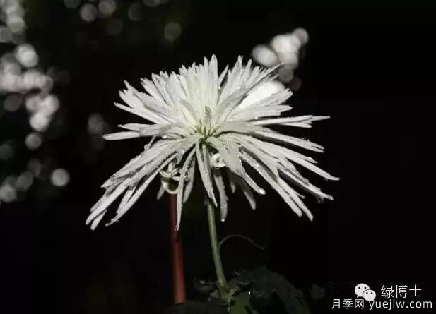 识花瓣，辨花型...快收好这份赏菊“门道”(图14)