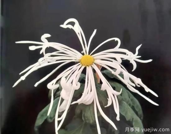 识花瓣，辨花型...快收好这份赏菊“门道”(图12)