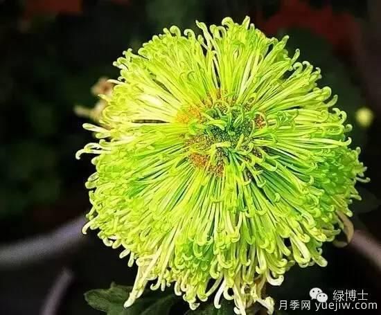 识花瓣，辨花型...快收好这份赏菊“门道”(图15)