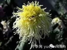 识花瓣，辨花型...快收好这份赏菊“门道”(图17)