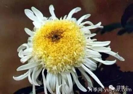 识花瓣，辨花型...快收好这份赏菊“门道”(图19)