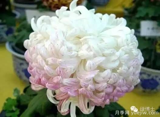 识花瓣，辨花型...快收好这份赏菊“门道”(图20)