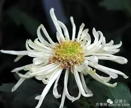 识花瓣，辨花型...快收好这份赏菊“门道”(图21)