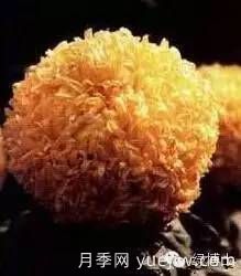 识花瓣，辨花型...快收好这份赏菊“门道”(图22)