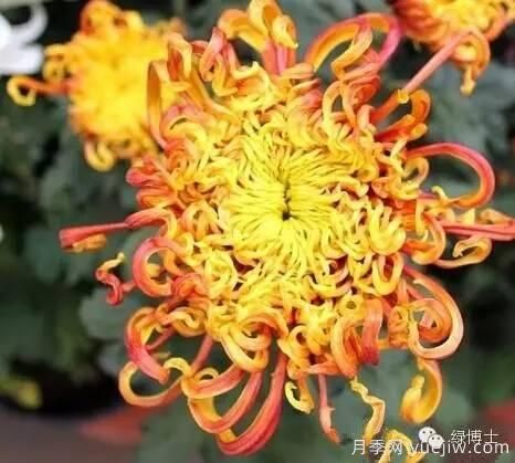 识花瓣，辨花型...快收好这份赏菊“门道”(图23)