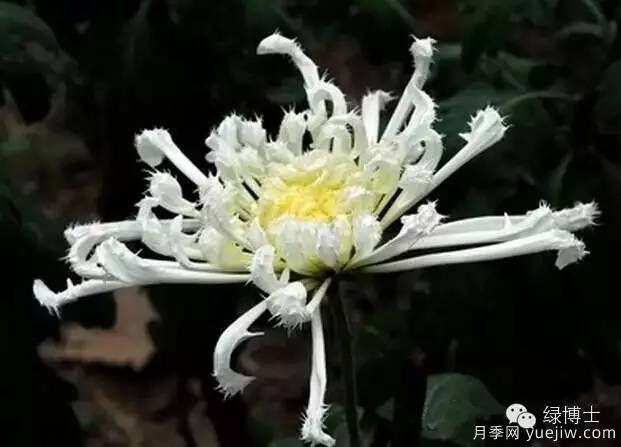 识花瓣，辨花型...快收好这份赏菊“门道”(图24)