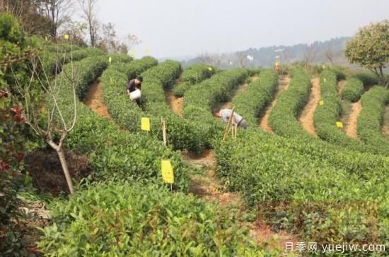 信阳商城：积极创建高山茶标准化生产基地(图1)
