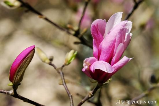 紫玉兰种子几月份种植？(图1)
