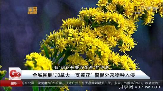 广州、湖北、河南…多地遭“一枝黄花”入侵，大家小心(图6)