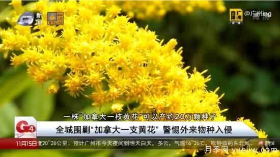 广州湖北河南…多地遭“一枝黄花”入侵，见到要铲除(图4)