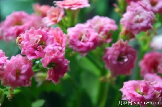 你的长寿花不开花养不好？这里有长寿花养护秘诀！(图3)