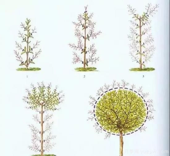 植物立体造型的几种思路(图6)