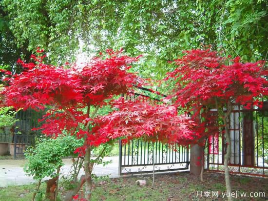 花叶芋和红枫的修剪，使其早日成株提前开花结果(图1)