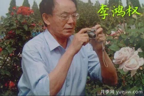 谈谈中国月季的发展史 | 我国第一位月季发烧友是谁？致敬中国的月季育种家前辈们！(图39)