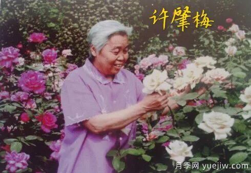 谈谈中国月季的发展史 | 我国第一位月季发烧友是谁？致敬中国的月季育种家前辈们！(图48)