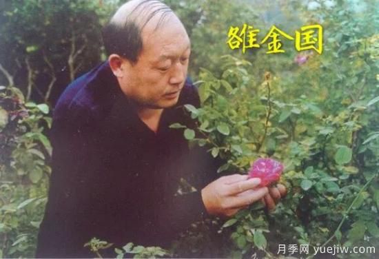 谈谈中国月季的发展史 | 我国第一位月季发烧友是谁？致敬中国的月季育种家前辈们！(图54)