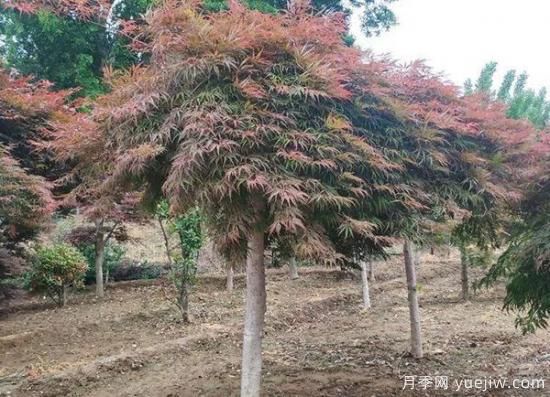 11月下旬热门苗木市场价格一览(图2)