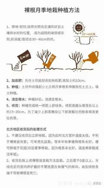 入手月季裸根苗正当时，冬季栽种掌握4个关键点(图5)