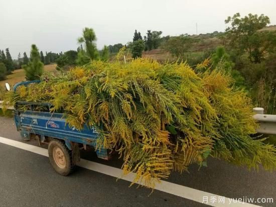 加拿大一枝黄花入侵我国15省，生态杀手要铲除(图2)