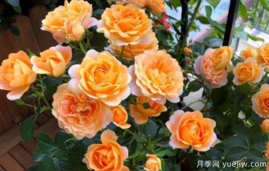 开花机器灌木月季果汁阳台，盆栽做到“2多1少”，观赏性极佳(图1)