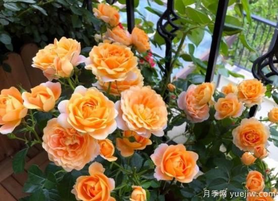 开花机器灌木月季果汁阳台，盆栽做到“2多1少”，观赏性极佳(图5)