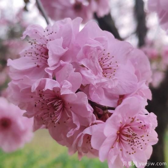 中国10大名花排行榜，你喜欢的花卉上榜了吗(图1)