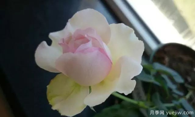 10大伊芙系列月季品种，花大浓香十分诱人(图9)