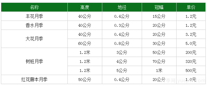 月季花多少钱一株？月季花的繁殖方法和养殖方法(图1)