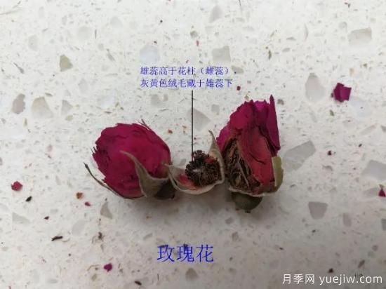 月季和玫瑰如何区分？图解科普很详细(图8)