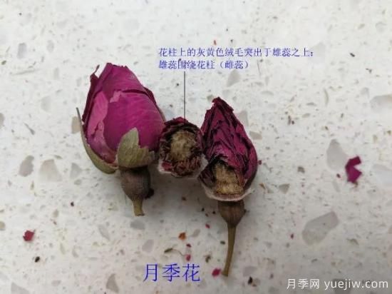 月季和玫瑰如何区分？图解科普很详细(图9)