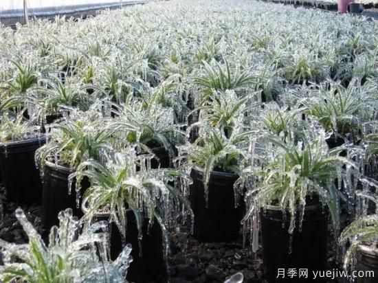 植物受冻后，怎么高效救治？(图1)