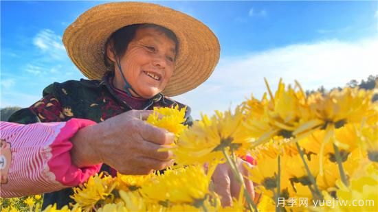 宣城广德：千亩生态菊花黄 金丝皇菊采摘忙(图1)