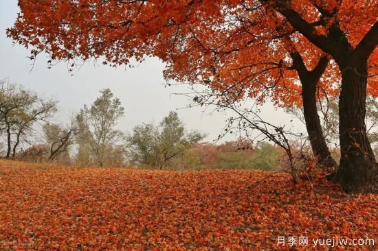 适合孤植的几种苗木推荐(图4)