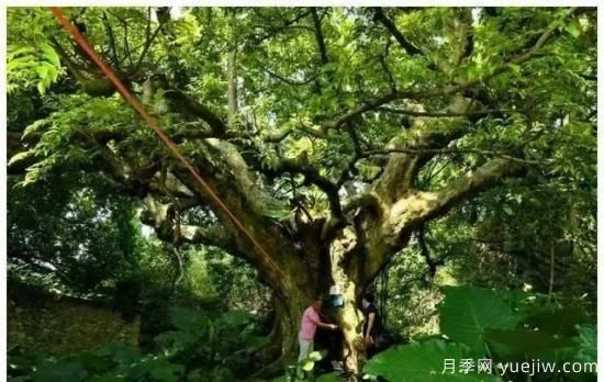 广东有六株古树入选中国***美古树(图2)