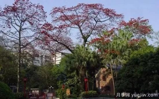 广东有六株古树入选中国***美古树(图4)