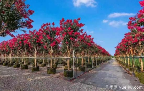 苗木种植需要注意的若干事项(图2)