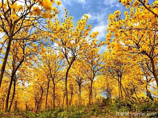 苗木中的精品！这6种高颜值苗木你家苗圃有吗？(图1)