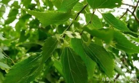 适合我国西部和北部地区的绿化种植的苗木推荐！(图2)