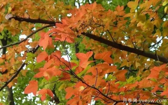 适合我国西部和北部地区的绿化种植的苗木推荐！(图1)