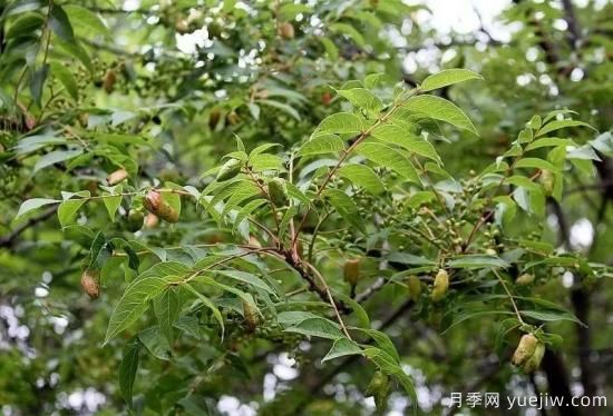 适合我国西部和北部地区的绿化种植的苗木推荐！(图3)