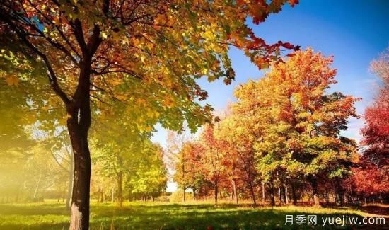 适合我国西部和北部地区的绿化种植的苗木推荐！(图4)