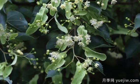 适合我国西部和北部地区的绿化种植的苗木推荐！(图5)