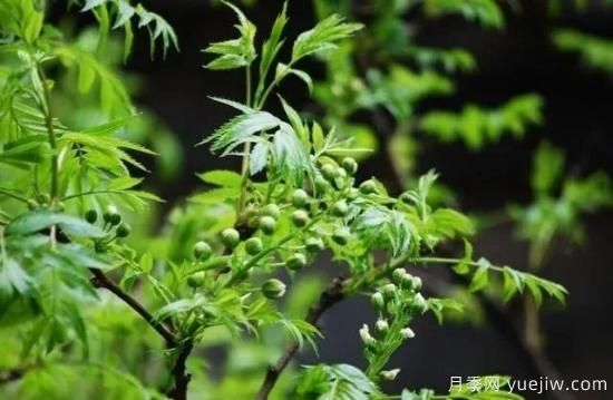 适合我国西部和北部地区的绿化种植的苗木推荐！(图7)